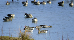 Greater white-fronted goose, Anser albifrons, Bläsgås