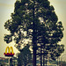 McDonald's Tree in Harrismith