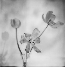 Tulips portrait on polaroid