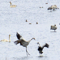 Dancing - Common crane, Grus grus, Trana