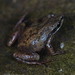 Upland Chorus Frog (Pseudacris ferarium)