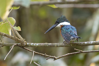 Green Kingfisher (Chloroceryle americana), male