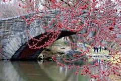 Gapstow Bridge And Budding Blossoms