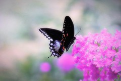 Soft Landing - Butterfly