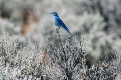 A Mountain Bluebird Perched on Sagebrush