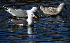 Lesser black-backed gull, Larus fuscus, Silltrut