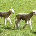 Spring lambs in Oxfordshire