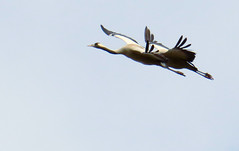 Tandem - Common crane, Grus grus, Trana