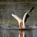 Unseen turtle tries to drag pelican into the water