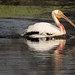 Bruised and bloodied white pelican