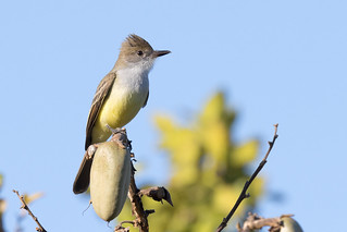 Brown-crested Flycatcher (Myiarchus tyrannulus)