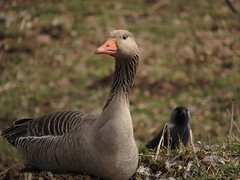 Goose and jackdaw