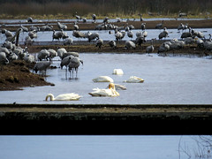 Whooper swans and cranes