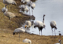 Flexible - Common crane, Grus grus, Trana