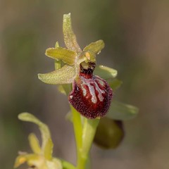 Orquidea - Wild orchid - Orchidée :Ophrys