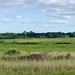 Looking across the freshwater marshes to Thornham