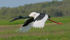 Black-Necked Stork (aka Jabiru)(female - yellow eye) - Fogg Dam Conservation Reserve, Middle Point, Northern Territory, Australia