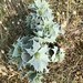 Sea holly in Holme Dunes