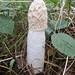 phallus impudicus, the stinkhorn fungus