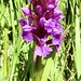 Arne NNR - emergent green-winged orchid
