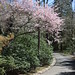 Spring visit to Bayard Cutting Arboretum