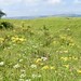 flowery ditch of The Caburn hill fort 4