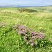 flowery ditch of The Caburn hill fort 3