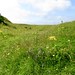 flowery ditch of The Caburn hill fort 1