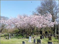 Churchyard Blossom ...