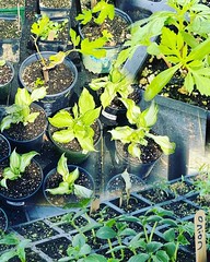 Every seed won’t sprout, love on the ones that do…and just keep seeding! Thanks for the pollinator donations and the helping hands! #spring #sowingseeds #communitygarden #communitygreenhouse #pollinators #hostas #figtree #cucumbers
