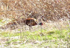 Common pheasant, Phasianus colchicus, Fasan