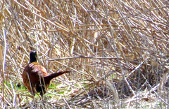 Common pheasant, Phasianus colchicus, Fasan