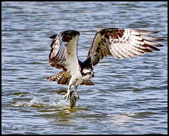 April 2, 2022 - An osprey makes a catch. (Bill Hutchinson)