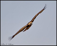 April 3, 2022 - Golden eagle head on. (Bill Hutchinson)