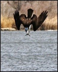 April 6, 2022 - Osprey takes a dive. (Bill Hutchinson)
