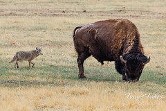 April 10, 2022 - Coyote being careful going by a bison. (Tony's Takes)