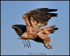 April 14, 2022 - Golden eagle takes flight. (Bill Hutchinson)