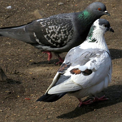 Feral pigeon, Columba livia domestica, Tamduva