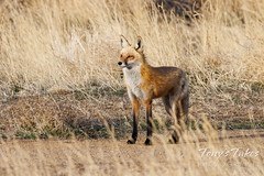 April 16, 2022 - Beautiful fox keeping watch. (Tony's Takes)