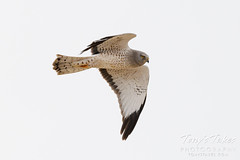 April 3, 2022 - Male northern harrier flyby. (Tony's Takes)