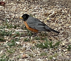 April 9, 2022 - Robin hanging out in Thornton. (LE Worley)