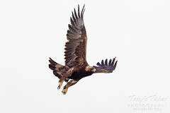 April 10, 2022 - Golden eagle takes flight. (Tony's Takes)