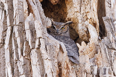 April 10, 2022 - Mama owl guarding her nest. (Tony's Takes)