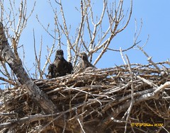 April 16, 2022 - Bald eagle eaglets in their nest. (Ed Dalton)