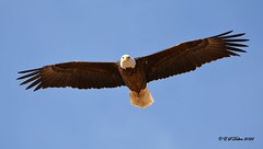 April 16, 2022 - Bald eagle flyby. (Ed Dalton)