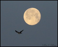 April 17, 2022 - Osprey and the full moon. (Bill Hutchinson)