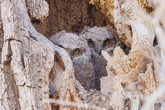 April 16, 2022 - Two great horned owl owlets are all eyes. (Tony's Takes)