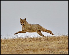 April 3, 2022 - Coyote on the run. (Bill Hutchinson)
