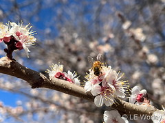 April 8, 2022 - Spring blooms and bee. (LE Worley)