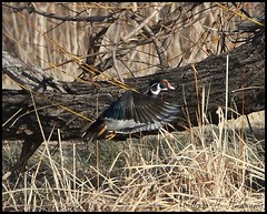 April 17, 2022 - Wood duck in the woods. (Bill Hutchinson)